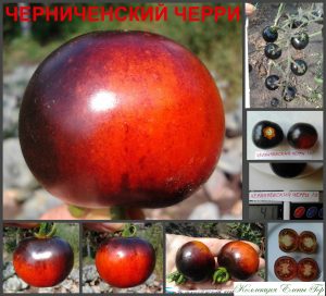 ЧЕРНИЧЕНСКИЙ ЧЕРРИ (CHERNICINSKY CHERRY) - красно-синий томат, антоциан, 10 семян ЧЕРНИЧЕНСКИЙ ЧЕРРИ (CHERNICINSKY CHERRY) - красно-синий томат