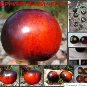 ЧЕРНИЧЕНСКИЙ ЧЕРРИ (CHERNICINSKY CHERRY) - красно-синий томат