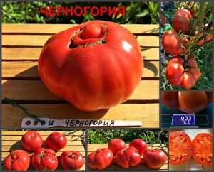 ЧЕРНОГОРИЯ (MONTENEGRO) - ранний розовый бифштекс