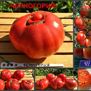 ЧЕРНОГОРИЯ (MONTENEGRO) - ранний розовый бифштекс