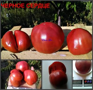 ЧЕРНОЕ СЕРДЦЕ (BLACK HEART) - пурпурный сердцевидный