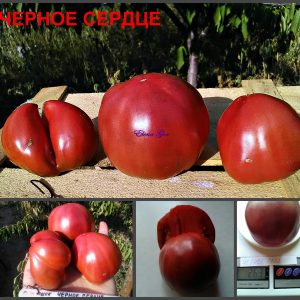 ЧЕРНОЕ СЕРДЦЕ (BLACK HEART) - пурпурный сердцевидный