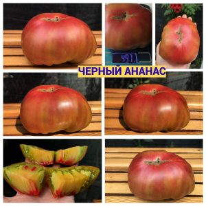 ЧЕРНЫЙ АНАНАС