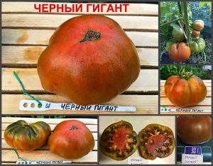 ЧЕРНЫЙ ГИГАНТ (BLACK GIANT) - ранний шоколадный бифштекс, 10 семян ЧЕРНЫЙ ГИГАНТ (BLACK GIANT) - ранний шоколадный бифштекс