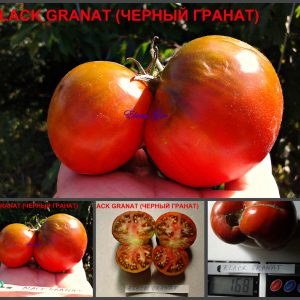 ЧЕРНЫЙ ГРАНАТ (BLACK GRANAT) - шоколадный бифштекс