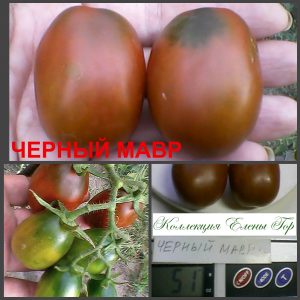 ЧЕРНЫЙ МАВР (BLACK MAVR) - пурпурная урожайная сливка, 10 семян