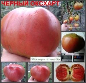 ЧЕРНЫЙ ОКСХАРТ (BLACK OXCART) - пурпурный сердечно-приплюснутый