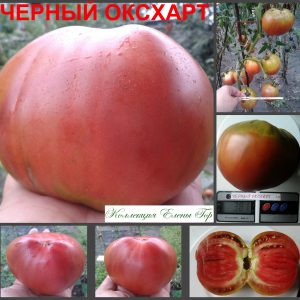ЧЕРНЫЙ ОКСХАРТ (BLACK OXCART) - пурпурный сердечно-приплюснутый