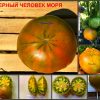 Ранний сорт томатов ЧЕЛОВЕК С ЧЕРНОГО МОРЯ