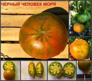 ЧЕЛОВЕК С ЧЕРНОГО МОРЯ (MAN IN BLACK SEA) - ранний шоколадный биколор, 10 семян Ранний сорт томатов ЧЕЛОВЕК С ЧЕРНОГО МОРЯ