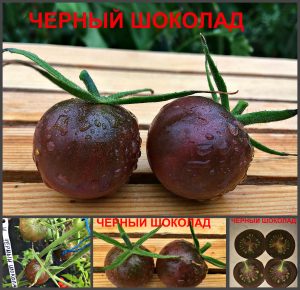 ЧЕРНЫЙ ШОКОЛАД (BLACK CHOCOLATE) - сизый округлый черри, антоциан, 10 семян ЧЕРНЫЙ ШОКОЛАД (BLACK CHOCOLATE). Среднеспелый сорт