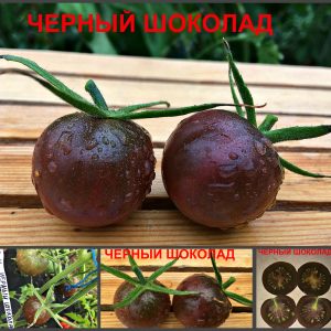 ЧЕРНЫЙ ШОКОЛАД (BLACK CHOCOLATE). Среднеспелый сорт