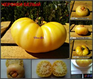 ЧЕРОККИ БЕЛЫЙ (CHEROKKY WHITE) - кремовый бифштекс