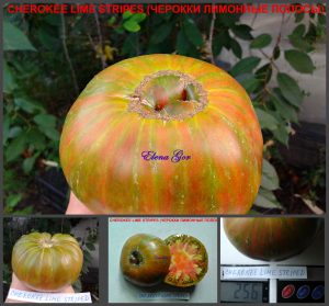 ЧЕРОККИ ЛИМОННЫЕ ПОЛОСЫ (CHEROKEE LIME STRIPES) - полосатый биколор, 10 семян ЧЕРОККИ ЛИМОННЫЕ ПОЛОСЫ (CHEROKEE LIME STRIPES) - полосатый биколор