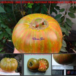 ЧЕРОККИ ЛИМОННЫЕ ПОЛОСЫ (CHEROKEE LIME STRIPES) - полосатый биколор
