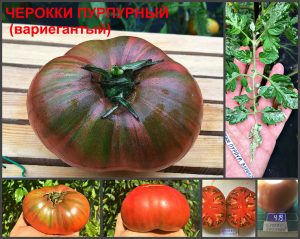 ЧЕРОККИ ПУРПУРНЫЙ вариегантый (CHEROKKY PURPLE vaguegate) - полосатый пурпурный бифштекс, 10 семян ЧЕРОККИ ПУРПУРНЫЙ вариегантый (CHEROKKY PURPLE vaguegate) - полосатый пурпурный бифштекс
