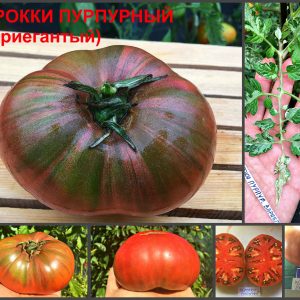ЧЕРОККИ ПУРПУРНЫЙ вариегантый (CHEROKKY PURPLE vaguegate) - полосатый пурпурный бифштекс