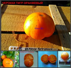 ЧЕРОКИ ТИГР ОРАНЖЕВЫЙ (CHEROKKY TIGER ORANGE) - ранний золотой бифштекс