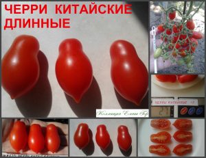 ЧЕРРИ КИТАЙСКИЙ ДЛИННЫЙ (CHERRY CHINESE LONG) - ранняя красная сливка, сложная кисть, 10 семян ЧЕРРИ КИТАЙСКИЙ ДЛИННЫЙ (CHERRY CHINESE LONG) - ранняя красная сливка