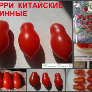ЧЕРРИ КИТАЙСКИЙ ДЛИННЫЙ (CHERRY CHINESE LONG) - ранняя красная сливка