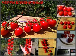 ЧЕРРИ КЛУБНИЧНЫЙ (CHERRY STRAWBERRY) - малиновая сливка, длинная кисть, 10 семян ЧЕРРИ КЛУБНИЧНЫЙ (CHERRY STRAWBERRY) - малиновая сливка