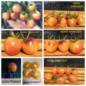 ЧЕРРИ ТРИКОЛОР (CHERRY TRICOLOR) - кремовый черри, антоциан