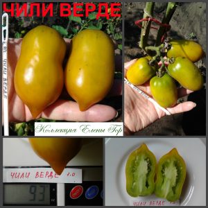ЧИЛИ ВЕРДЕ (CHILE VERDE) - ранняя зеленая сливка