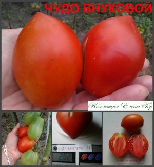 ЧУДО ВНУКОВОЙ (MIRACLE VNUKOVA) - красная сливка