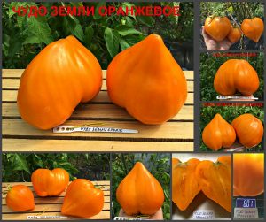 ЧУДО ЗЕМЛИ ОРАНЖЕВОЕ (EARTH WONDER ORANGE) - оранжевое плотное сердце, 5 семян Сорт томатов ЧУДО ЗЕМЛИ ОРАНЖЕВОЕ.