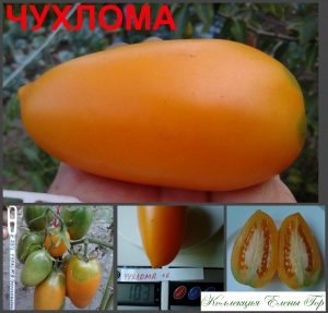 ЧУХЛОМА (CHUHLOMA) - ранняя золотая сливка