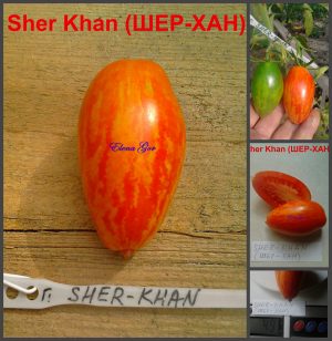 ШЕР-ХАН (SHER-KHAN) - полосатая сливка