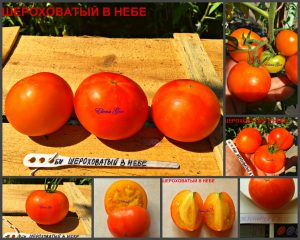 ШЕРОХОВАТЫЙ В НЕБЕ БИКОЛОР (GRUNGY IN THE SKY BICOLOR) - ранний золотой биколор