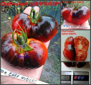 ШЕФ ЮБЕР - сорт томатов