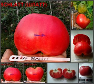 ШЛАТТ (SCHLATT) - малиновый бифштекс