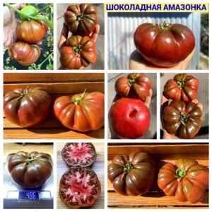 ШОКОЛАДНАЯ АМАЗОНКА
