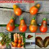 ШОКОЛАДНЫЕ ГРУШИ (CHOCOLATE PEARS) - ранняя шоколадная сливка