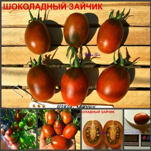 ШОКОЛАДНЫЙ ЗАЙЧИК (CHOCOLATE BUNNY) - ранняя шоколадная сливка