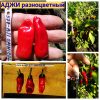 АДЖИ РАЗНОЦВЕТНЫЙ (AJI OMNICOLOR) - красный перец, острый