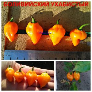 БОЛИВИЙСКИЙ УХАБИСТЫЙ (BOLIVIAN BUMPY) - оранжевый перец