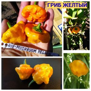 ГРИБ ЖЕЛТЫЙ, МУШРУУМ ЖЕЛТЫЙ (MUSHROOM YELLOW) - желтый перец