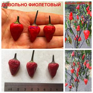 ДОВОЛЬНО ФИОЛЕТОВЫЙ (PRETTY PURPLE) - красный перец