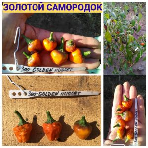 Перец острый ЗОЛОТОЙ САМОРОДОК