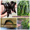 Острый перец ИЗЮМИНКА БАДЖИО