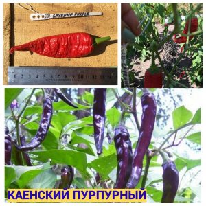 КАЙЕНСКИЙ ПУРПУРНЫЙ (CAYENNE PURPLE) - красный перец