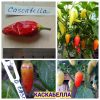 КАСКАБЕЛЛА (CASCABELLA). Популярный сорт слабо-острого перца в Мексике