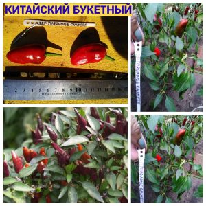 КИТАЙСКИЙ БУКЕТНЫЙ - острый красный перец