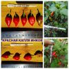 КРАСНАЯ КАПЛЯ ИНКОВ (INCA RED DROP) - красный перец