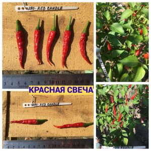 КРАСНАЯ СВЕЧА (RED CANDLE) - красный перец, острый