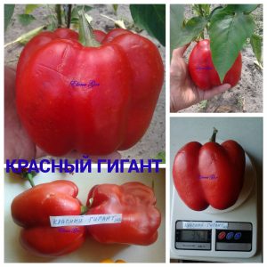 КРАСНЫЙ ГИГАНТ (RED GIANT) - красный перец, форма куб