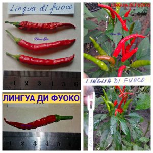 ЛИНГУА ДИ ФУОКО (LINGUA DI FUOCO) - экзот-острый перец, ранний